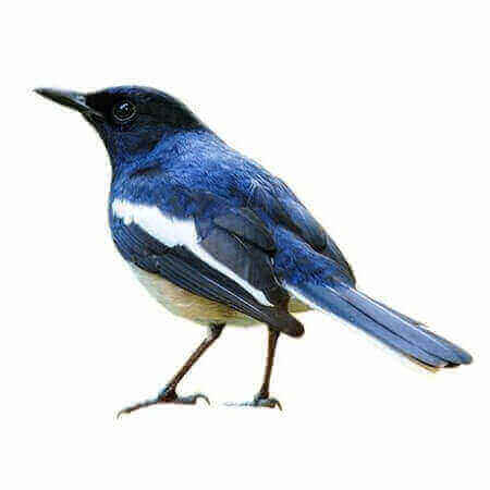 Angry Bird