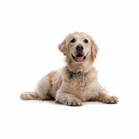King Charles Spaniel Puppy For Sale in Kathmandu