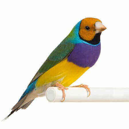 Good Bird
